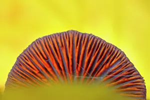 Deceiver: Amethyst Deceiver