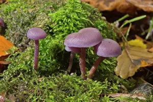 Clump: Amethyst Deceiver clump in shady woodland Wilts, UK