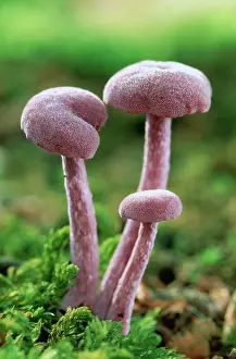 Deceiver: Amethyst Deceiver FUNGI