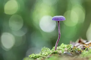 Toadstool: Amethyst Deceiver Fungus - UK