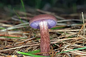 Amethystina: Amethyst Laccaria Mushroom