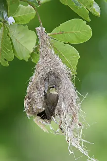 Sunbirds: Amethyst Sunbird - female at nest