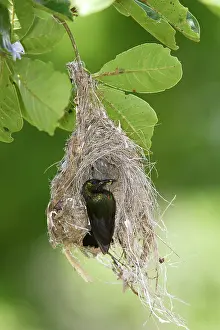 Sunbirds: Amethyst Sunbird - male at nest