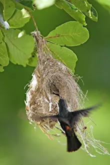 Sunbirds: Amethyst Sunbird - male at nest