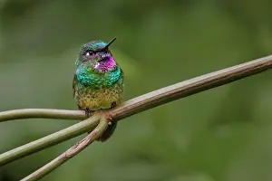 Sunangel: Amethyst-throated Sunangel. Ecuador
