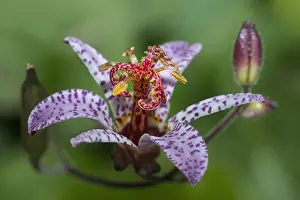 Liliales: Amethyst Toad Lily (Tricyrtis lasiocarpa), Plants
