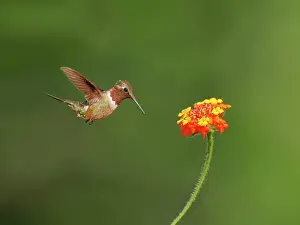 Hummingbird: Amethyst Woodstar male at flower Calliphlox amethystina