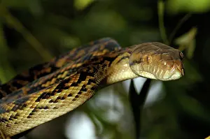 Morelia: Amethystine Python (Morelia amethistina)