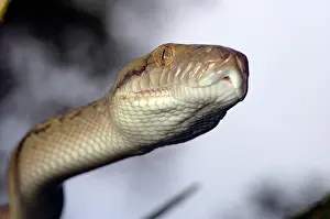 Morelia: Amethystine Python (Morelia amethistina)