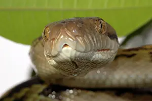 Morelia: Amethystine Python (Morelia amethistina)