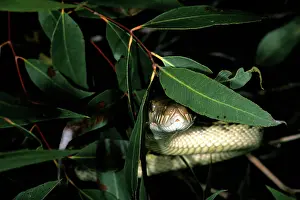Morelia: Amethystine Python (Morelia amethistina)