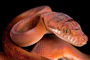 Python: Amethystine python (Morelia amethistina), Papua
