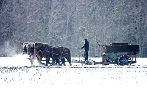 Wagon: Amish Farmer driving a team of horses pulling wagon