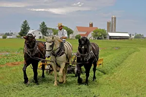Rowing: Amish man, rowing up hay for baling, Lancaster county