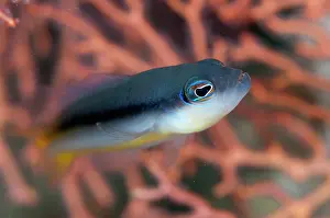 Strait: Ammer's Dottyback