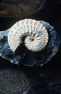 Ammonite: Ammonite