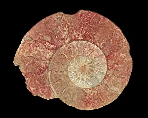 Ammonite: Ammonite