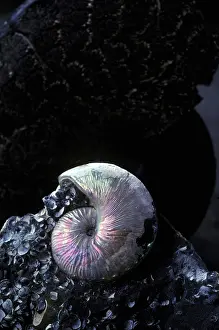 Spirals: Ammonite