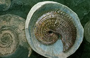 Spiral: Ammonite