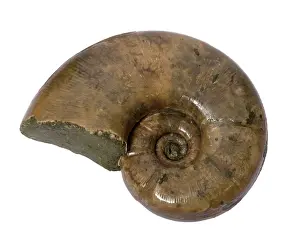 Ammonite: Ammonite - Albien - 100 millions of years old -