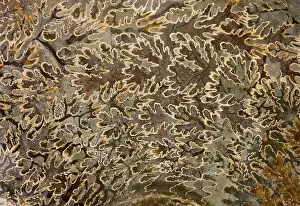 Ammonite: Ammonite - Albien