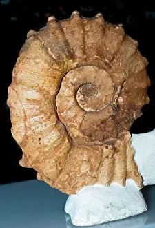 Spiral: Ammonite Asteroceras