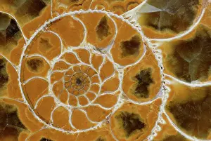 Ammonite: Ammonite Chambers