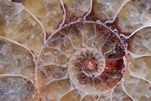 Ammonite: Ammonite Chambers