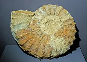 Ammonite: Ammonite Dactylioceras Fossil