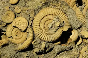 Ammonite: Ammonite Dactylioceras Fossils