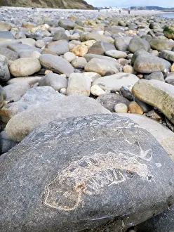 Ammonite: Ammonite Fossil