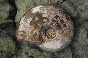Ammonite: Ammonite Fossil
