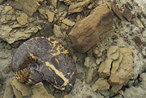 Ammonite: Ammonite Fossil