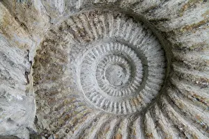 Seashell: Ammonite Fossil