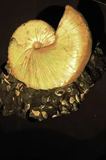 Spirals: Ammonite fossil