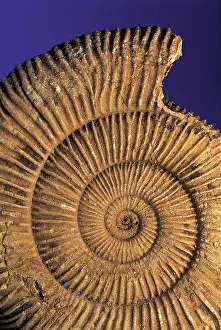 Spirals: Ammonite fossil