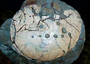 Marks: Ammonite Fossil