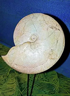 Spiral: Ammonite Fossil