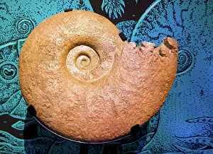 Ammonite: Ammonite Fossil