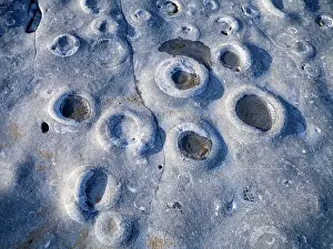 Ammonite: Ammonite Fossil Bed