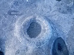 Ammonite: Ammonite Fossil Bed