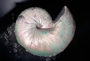 Hoploscaphites: Ammonite Fossil - Cretaceous Period 110 m.y.a