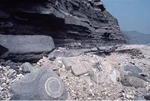 Layers: Ammonite Fossil - eroded by sea on beach