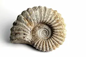Seashell: Ammonite Fossil Fossil