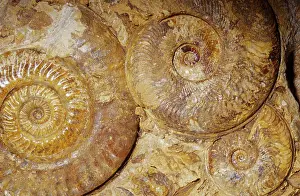 Spirals: Ammonite Fossil - Triassic period 248-213 m.y.a