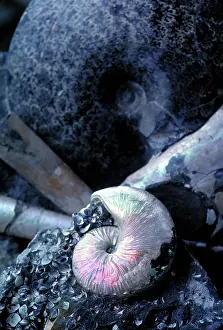 Ammonite: Ammonite fossils