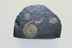 Ammonite: Ammonite Fossils