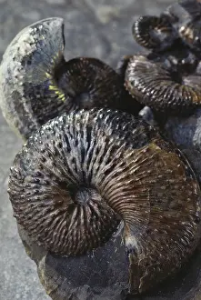 Dakota: Ammonite Fossils