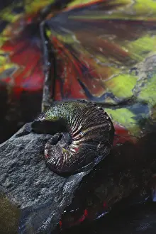 Dakota: Ammonite Fossils