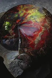 Dakota: Ammonite Fossils